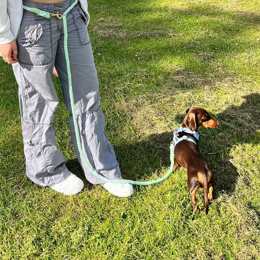 Handsfree dog walking - PoochyPups - Dog Harnesses & Toys