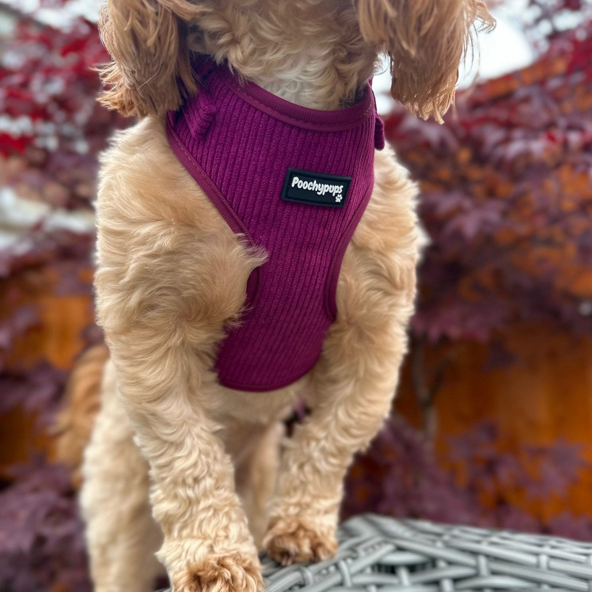 Mulberry Corduroy Dog Harness - PoochyPups - Dog Harnesses & Toys