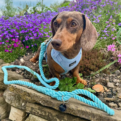 Rock Blue Rope Lead (NEW) - PoochyPups - Dog Harnesses & Toys