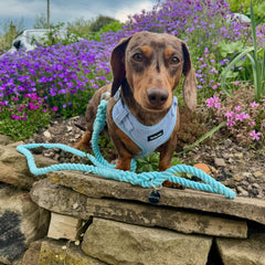 Rock Blue Rope Lead (NEW) - PoochyPups - Dog Harnesses & Toys