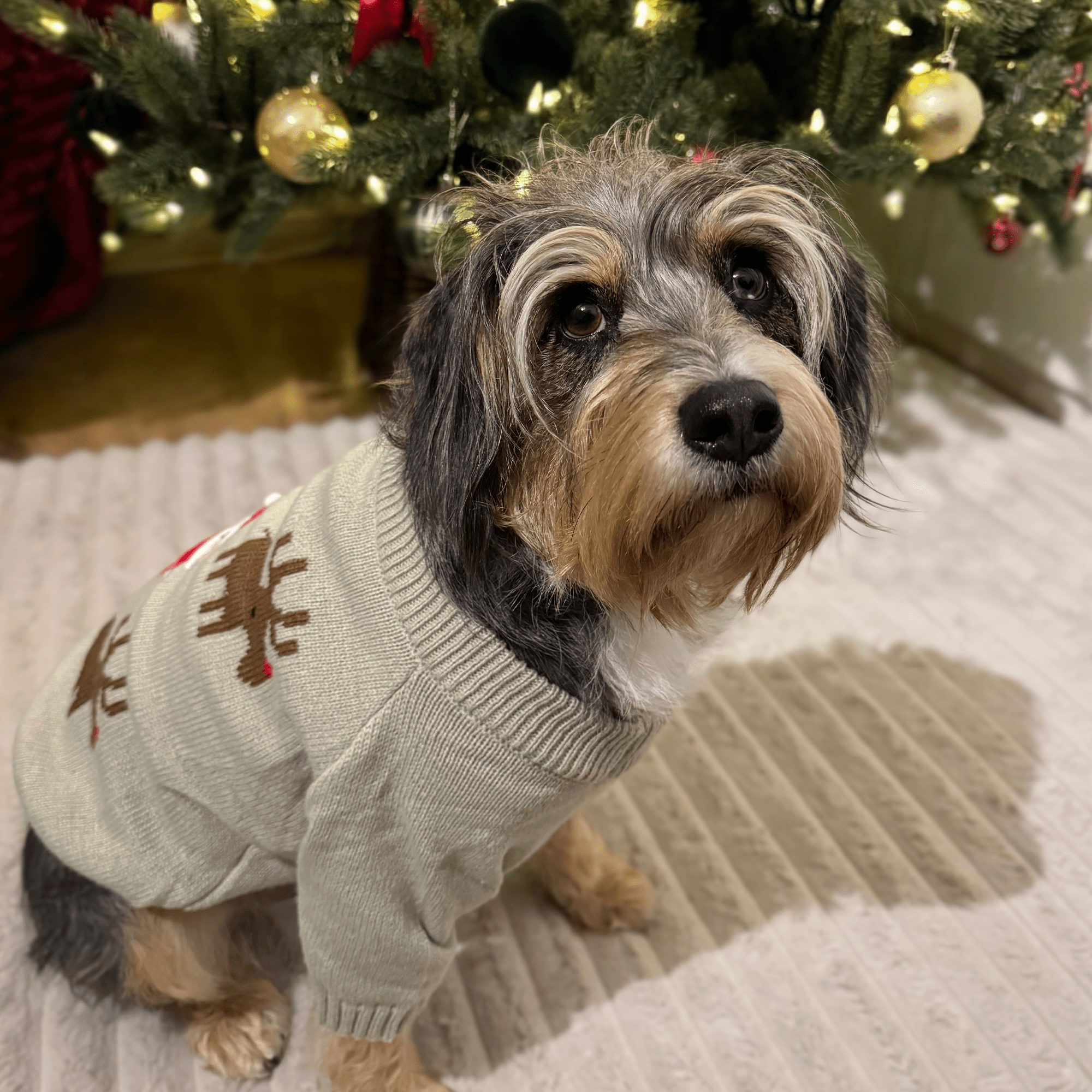 Santa and Reindeers Christmas jumper - PoochyPups - Dog Harnesses & Toys