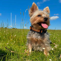 Smiley Sun Adjustable Dog Collar - PoochyPups - Dog Harnesses & Toys