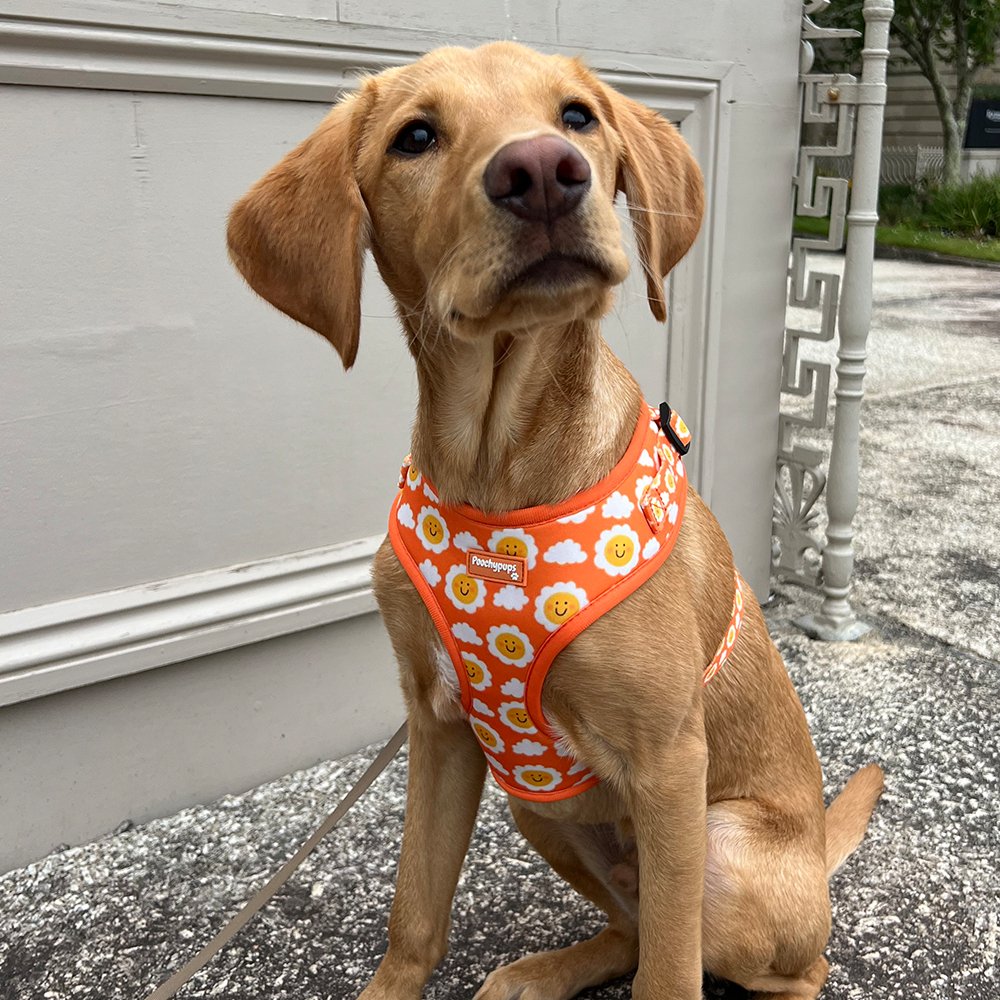 Smiley Sun Adjustable Dog Harness - PoochyPups - Dog Harnesses & Toys