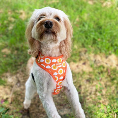 Smiley Sun Adjustable Dog Harness - PoochyPups - Dog Harnesses & Toys