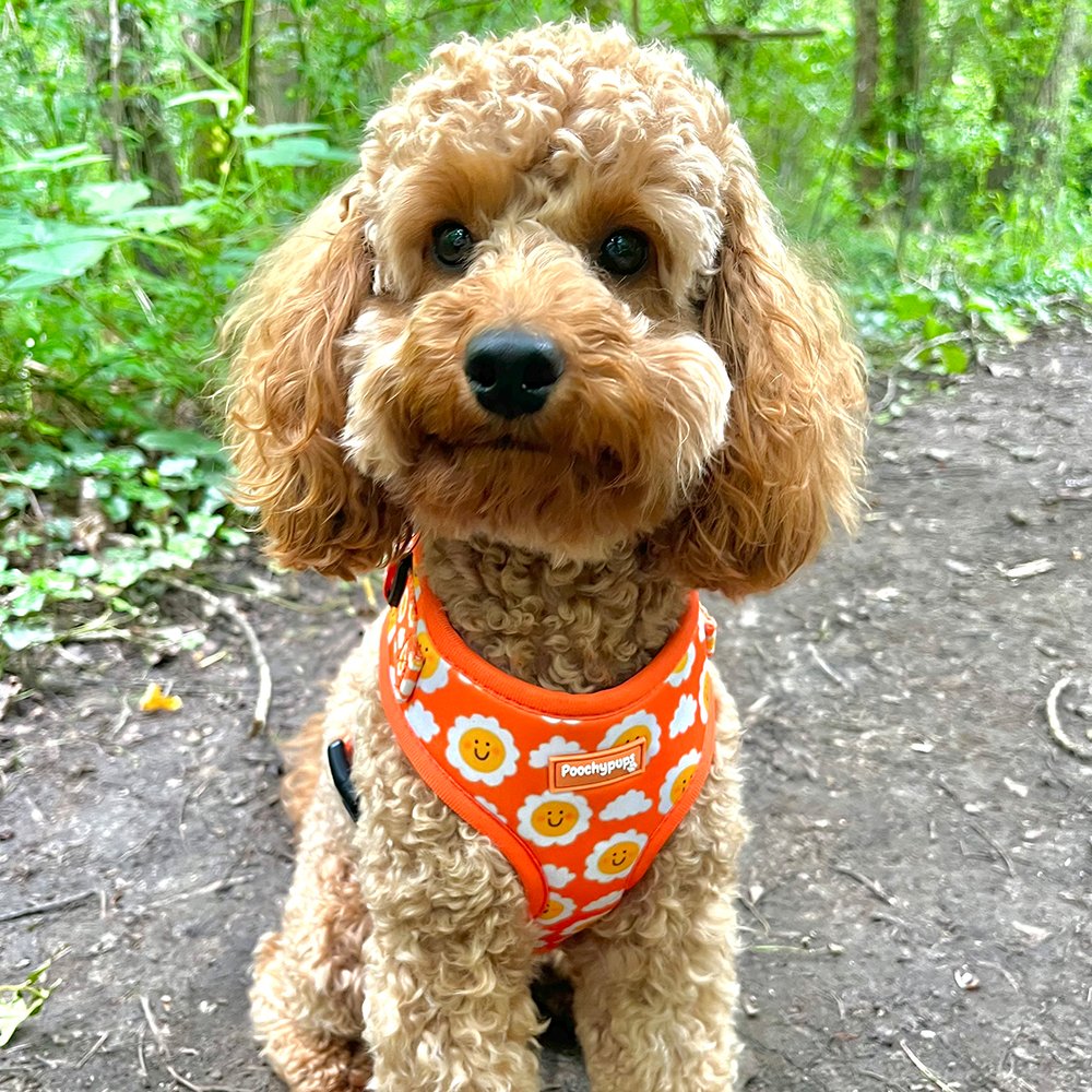 Smiley Sun Bundle (Harness, Collar and Lead) - PoochyPups - Dog Harnesses & Toys