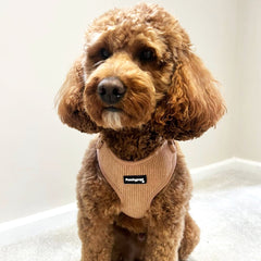 Brown Corduroy Adjustable Harness - PoochyPups - Dog Harnesses & Toys