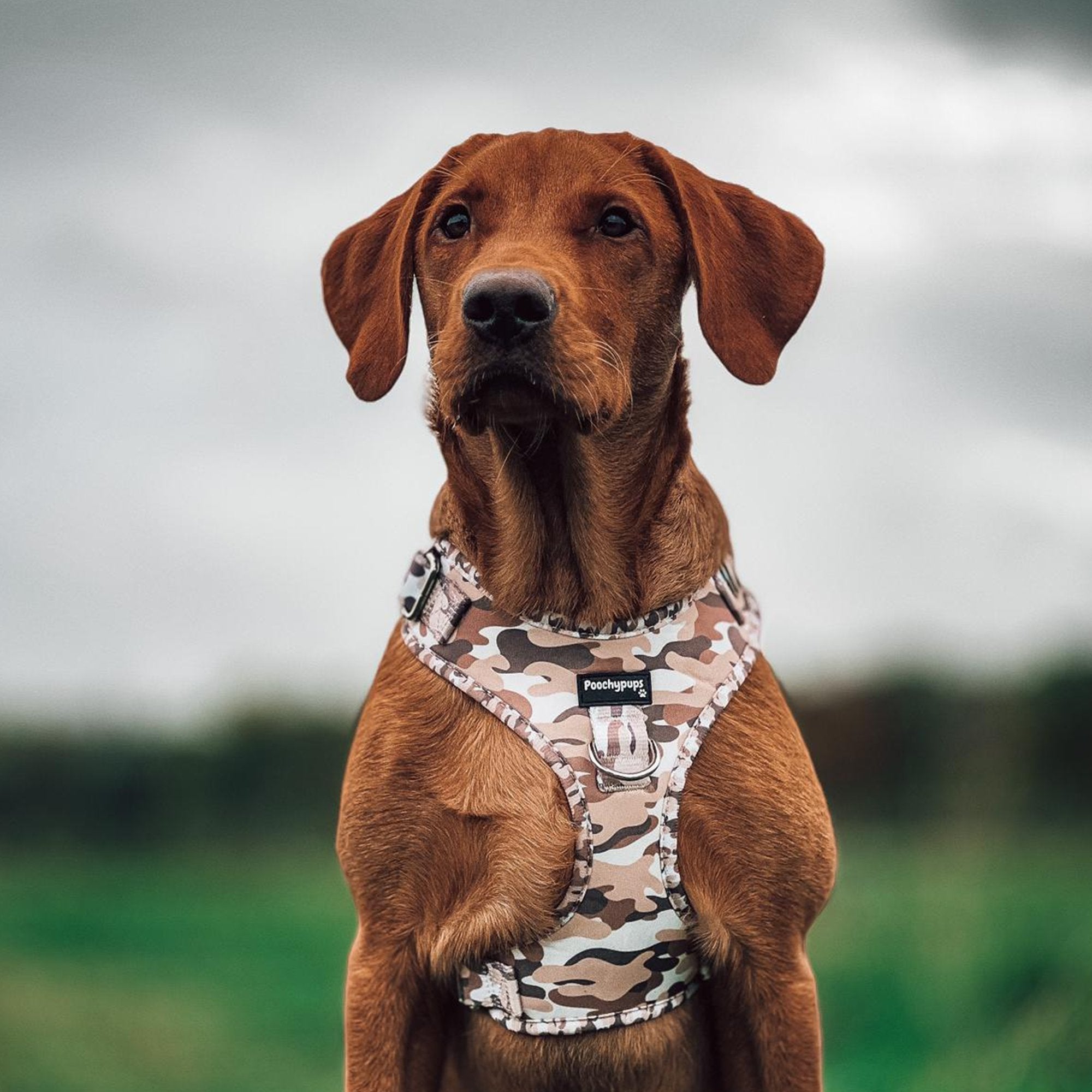 Camo Adjustable Harness - PoochyPups - Dog Harnesses & Toys