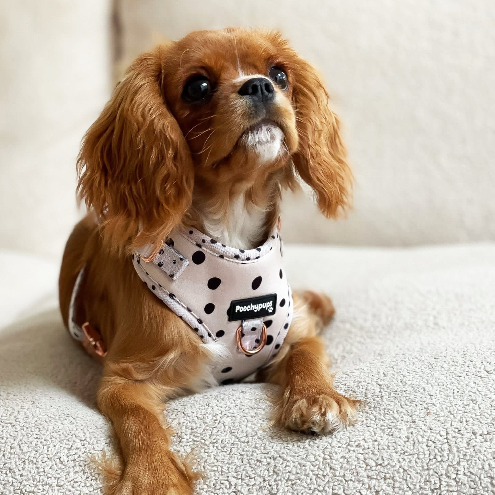 Dotty Adjustable Harness - PoochyPups - Dog Harnesses & Toys