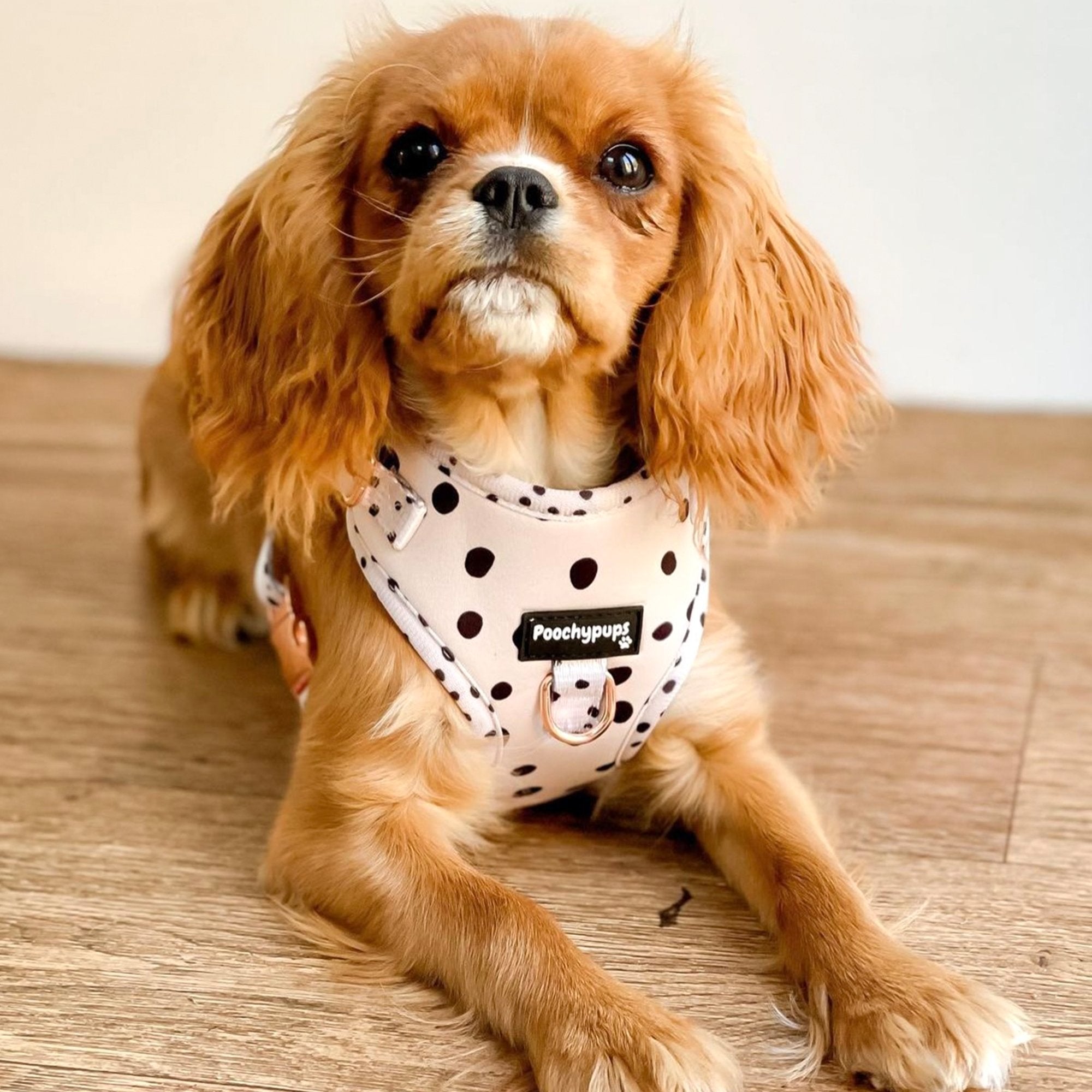 Dotty Adjustable Harness - PoochyPups - Dog Harnesses & Toys