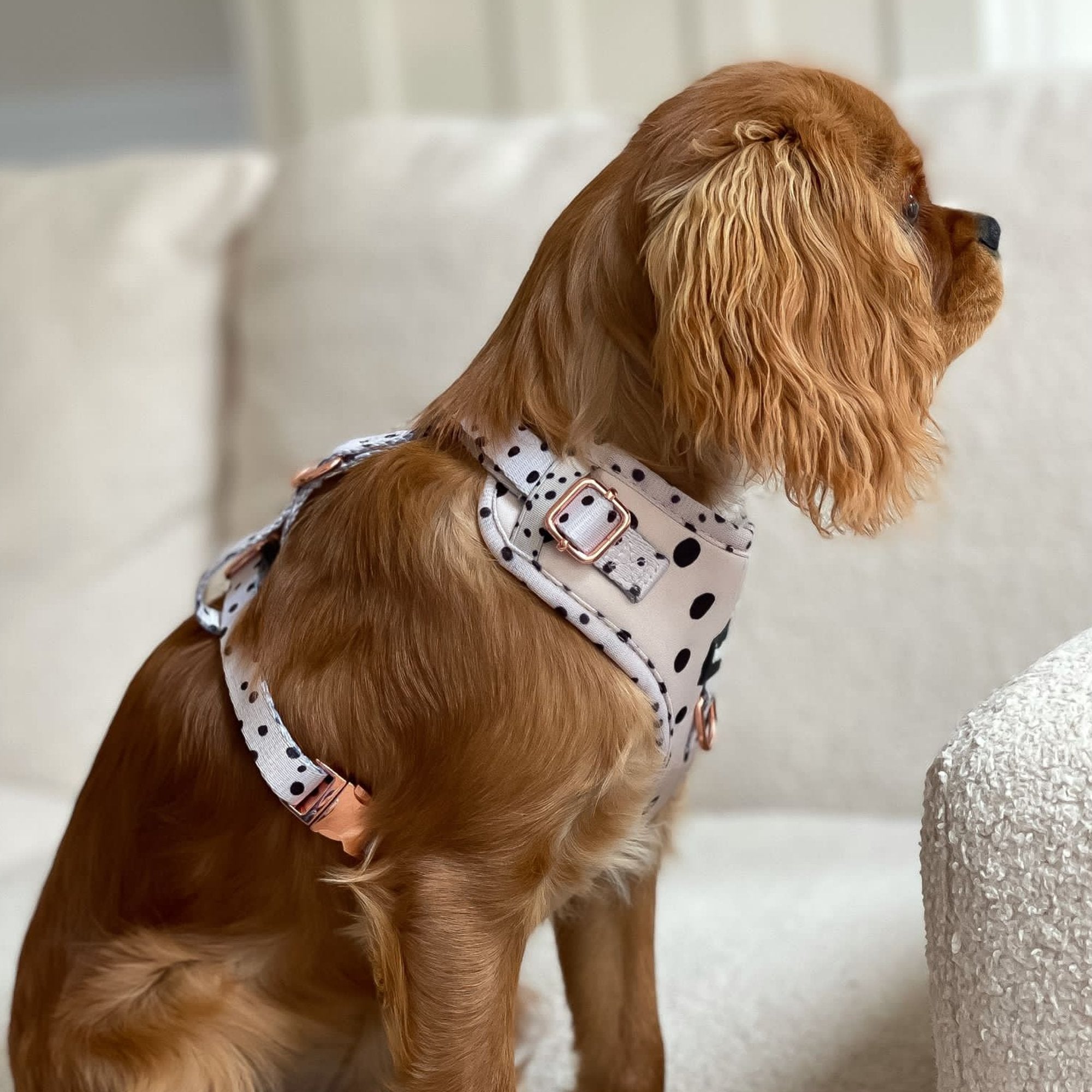 Dotty Adjustable Harness - PoochyPups - Dog Harnesses & Toys