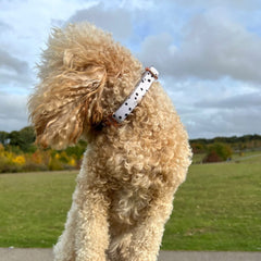 Dotty Collar - PoochyPups - Dog Harnesses & Toys