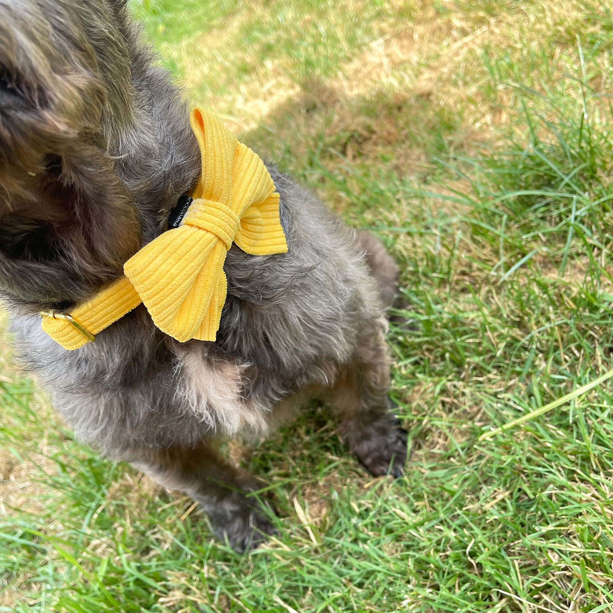 Lemon Cord Bow - PoochyPups - Dog Harnesses & Toys