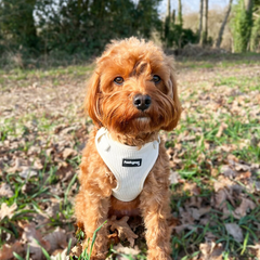 Cream Corduroy Adjustable Harness