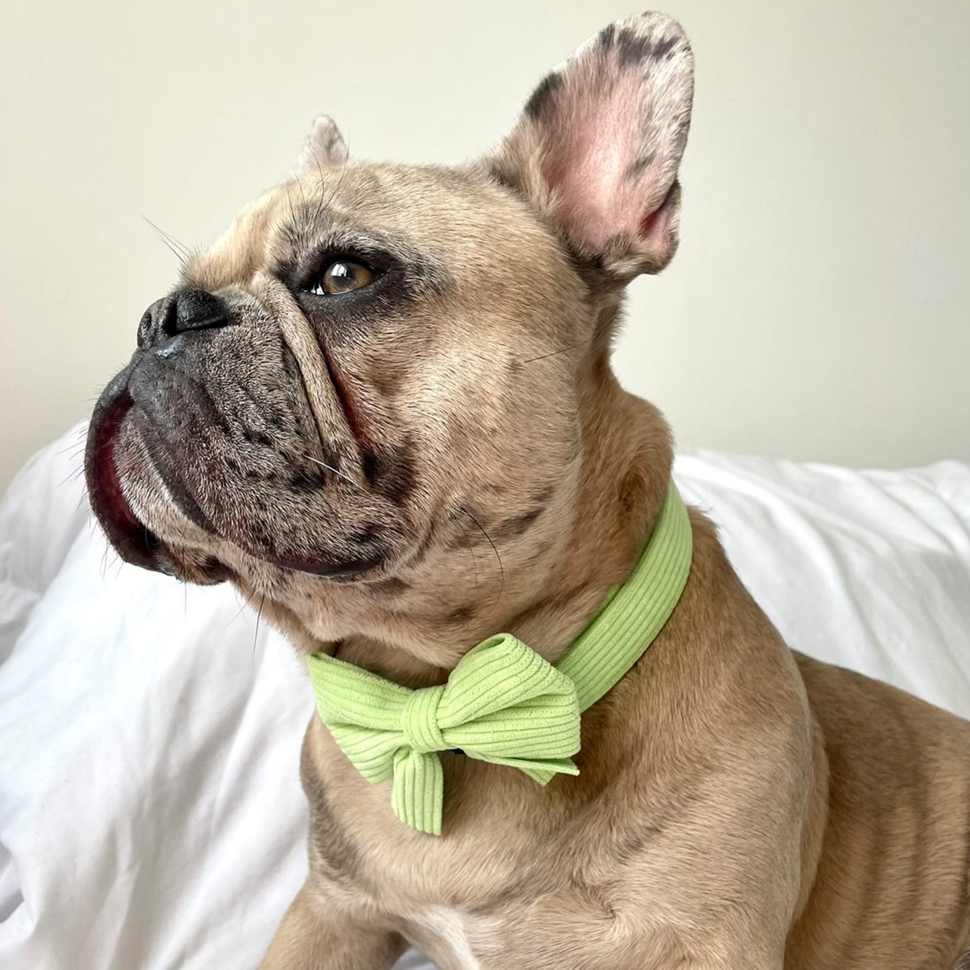 Lime Green Corduroy Bow - PoochyPups - Dog Harnesses & Toys