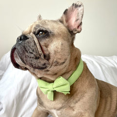 Lime Green Corduroy Collar - PoochyPups - Dog Harnesses & Toys