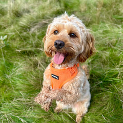 Orange Corduroy Dog Harness - PoochyPups - Dog Harnesses & Toys