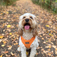 Orange Corduroy Dog Harness - PoochyPups - Dog Harnesses & Toys