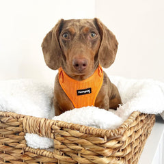 Orange Corduroy Dog Harness - PoochyPups - Dog Harnesses & Toys