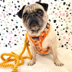 Orange Double Clip Rope Lead - PoochyPups - Dog Harnesses & Toys