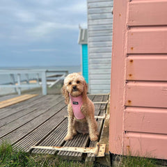 Pink Corduroy Dog Harness - PoochyPups - Dog Harnesses & Toys