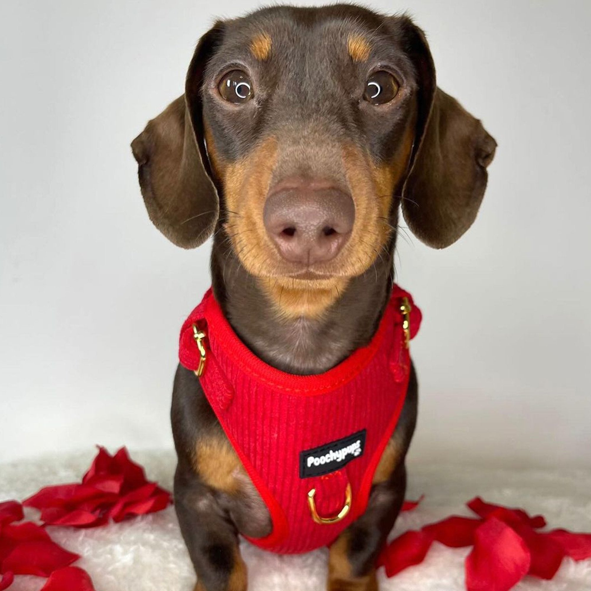 Red Corduroy Harness - PoochyPups - Dog Harnesses & Toys