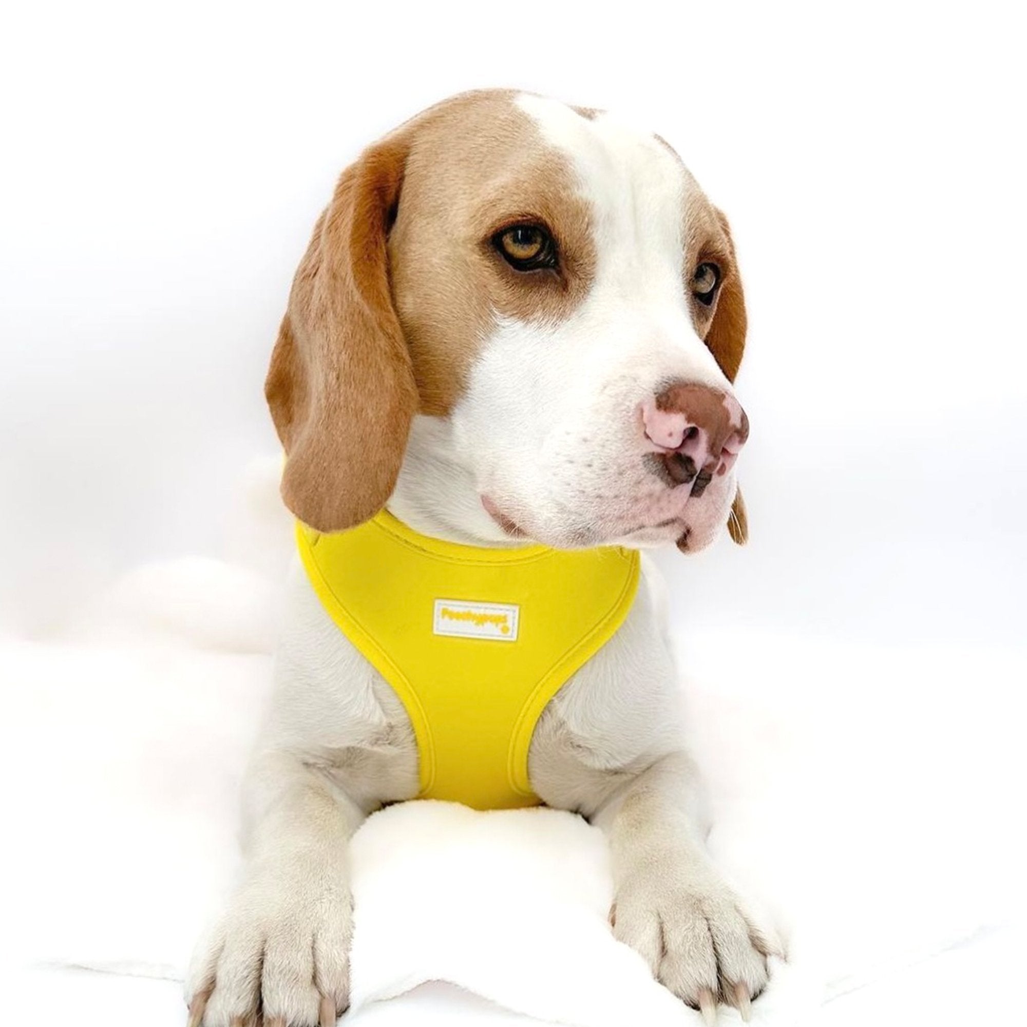 Summer Yellow Adjustable Dog Harness - PoochyPups - Dog Harnesses & Toys