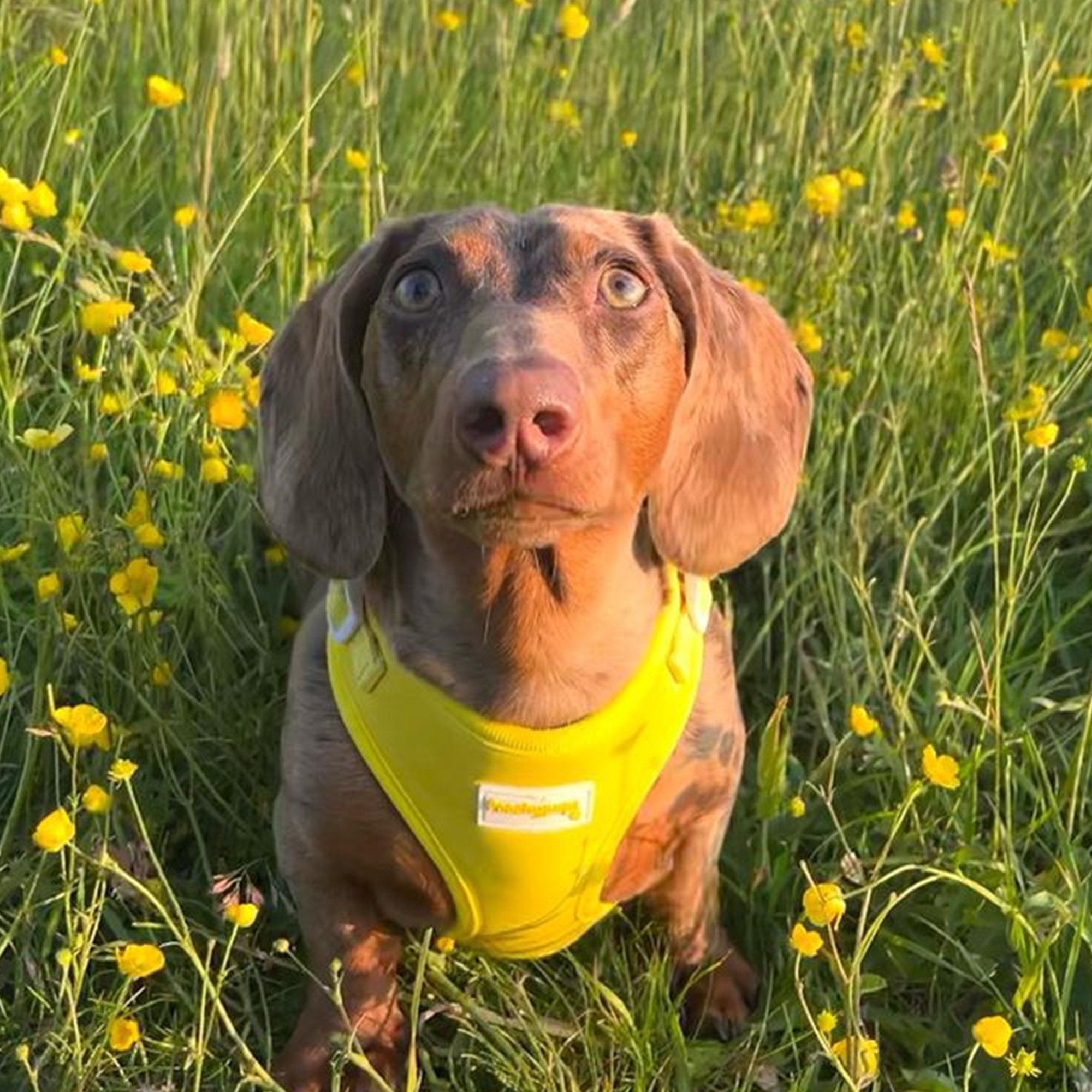 Summer Yellow Adjustable Dog Harness - PoochyPups - Dog Harnesses & Toys