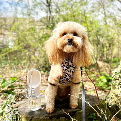 Travel Pet Water Bottle - PoochyPups - Dog Harnesses & Toys