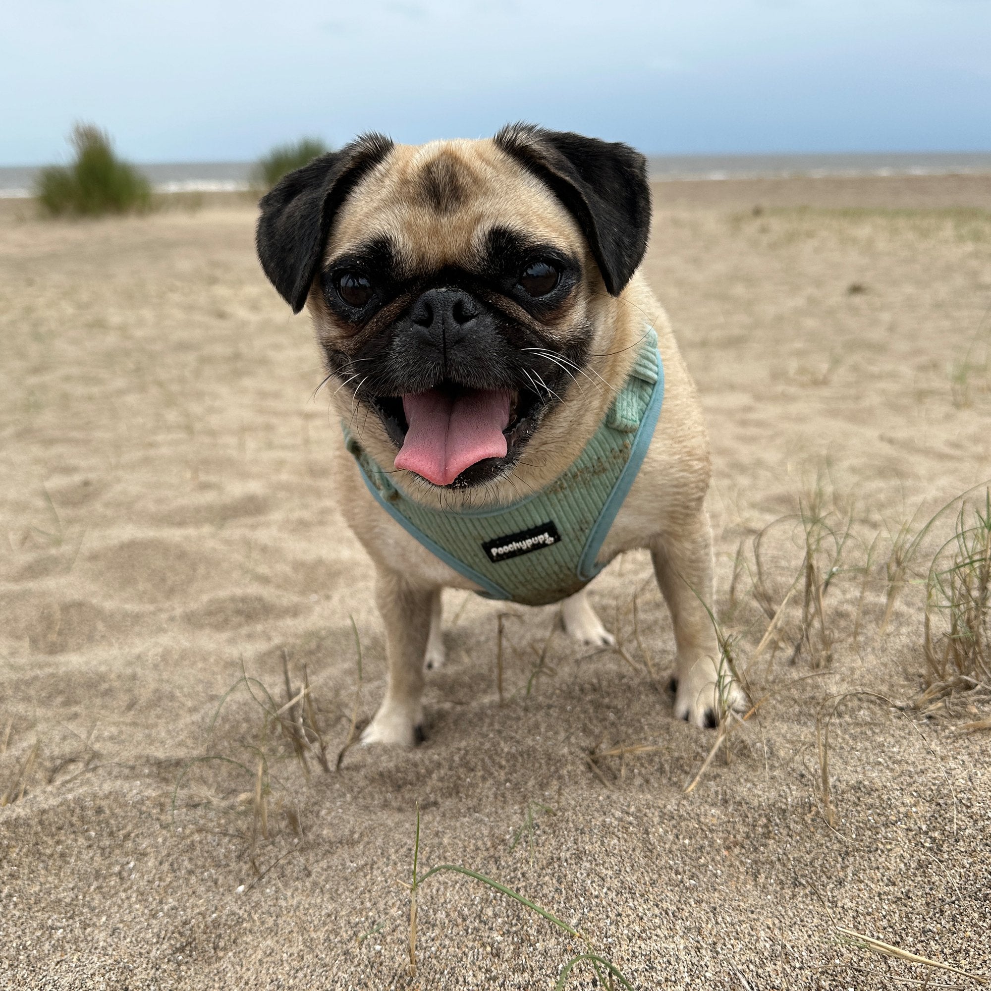 Turquoise Corduroy Dog Harness - PoochyPups - Dog Harnesses & Toys