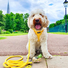 Yellow Double Clip Rope Lead - PoochyPups - Dog Harnesses & Toys
